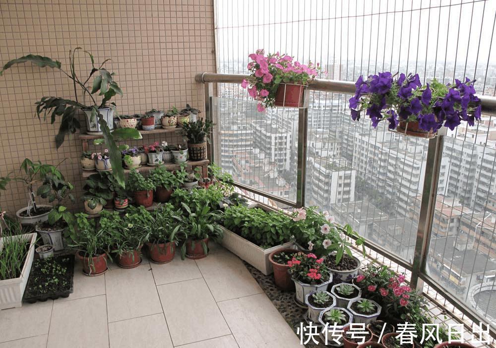 4种“省心花”，漂亮又好养，一年养一盆，四季都开花