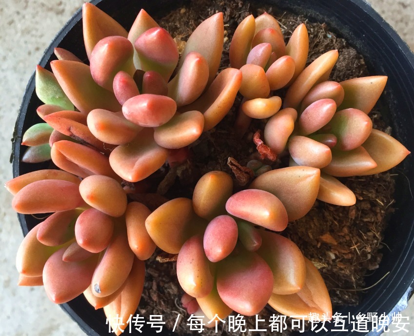 多肉一次浇多少水合适“干透浇透”坑了多少人,看完这些才明白