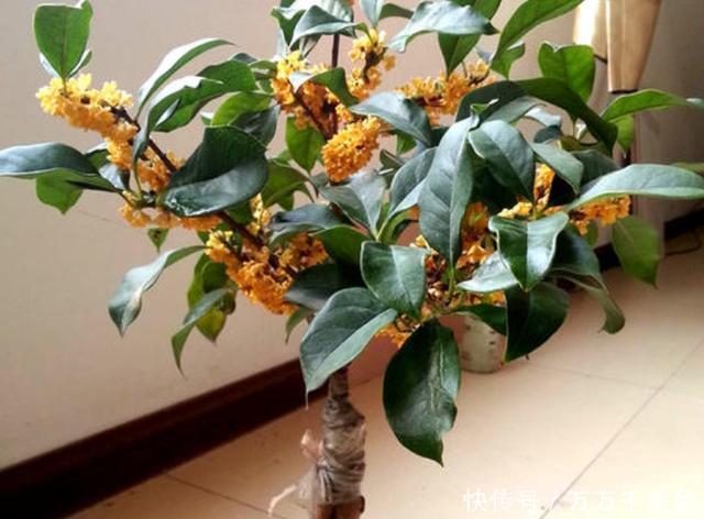 室内|冬季养桂花,只需给它做4点,叶片油绿不焦枯,冬季也能蹭蹭长