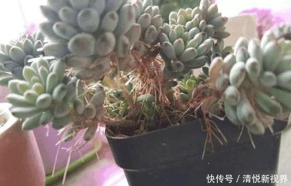 气根|多肉全是“胡须”，这是“求救”信号，多肉爱好者要引起重视！