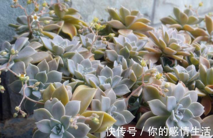 叶片|刚开始接触多肉选这“6种”,皮实耐养不易死,养出状态也很美!