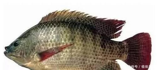 河鲀|各位钓鱼人,野钓中的这些有毒、有刺的淡水鱼,你们见过吗