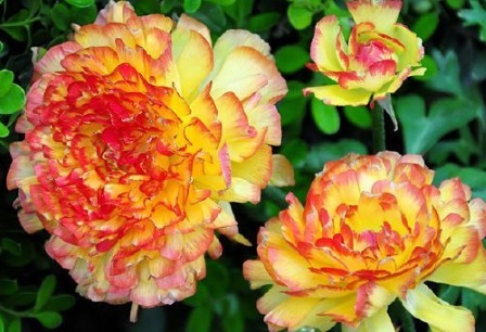 新手养花，不如养盆花中精品“花王”，有王者之风范，傲视群雄