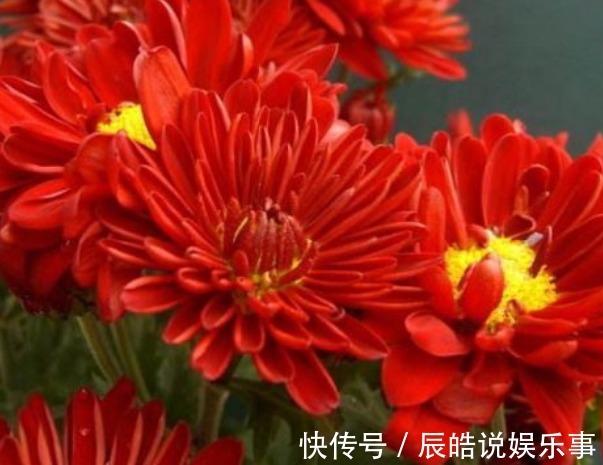 新手养花,不如养盆花中精品“小红菊”,花色红艳似火