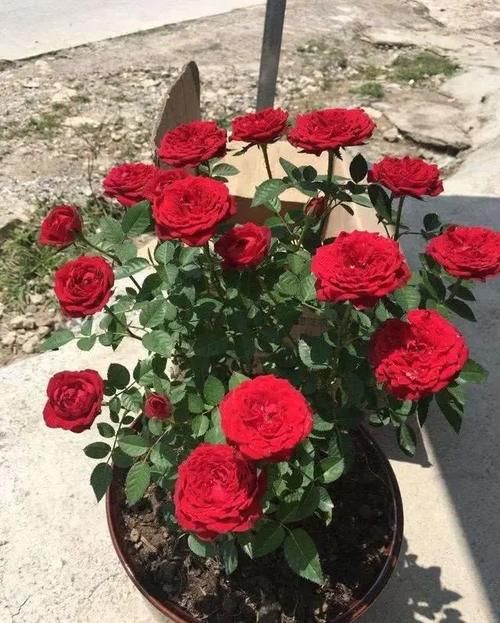 区别|月季、蔷薇、玫瑰有区别，懂得1点，全都能养好，开花一茬茬