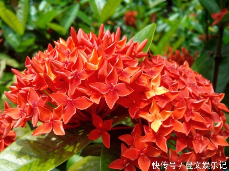 杜鹃花|几种花很漂亮,花朵硕大花期长,适合家里养,看看你最喜欢哪一种