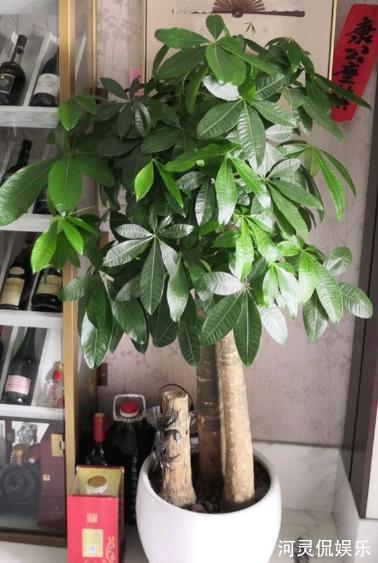 烂根|养发财树,根据“季节”巧浇水,根系不烂,叶片绿油油,猛长新叶