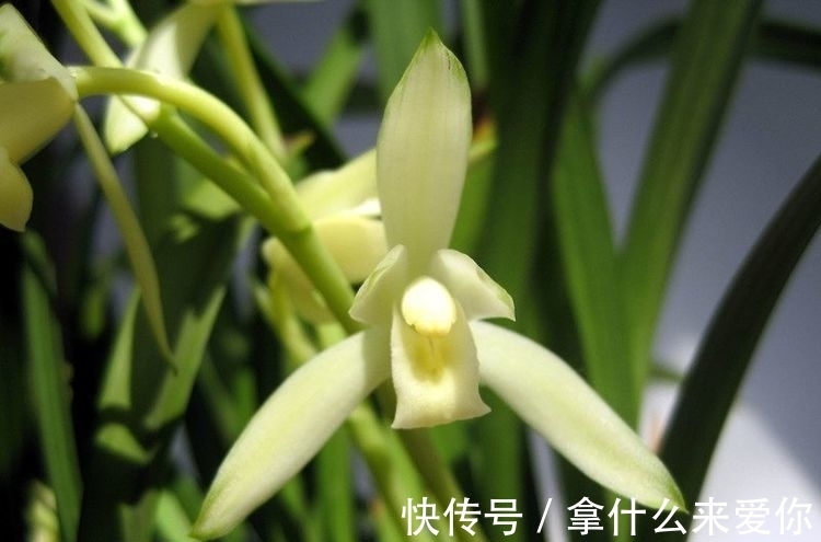 超好养的几款花朵，越浇水长得越旺，花开繁盛，烂漫又可人