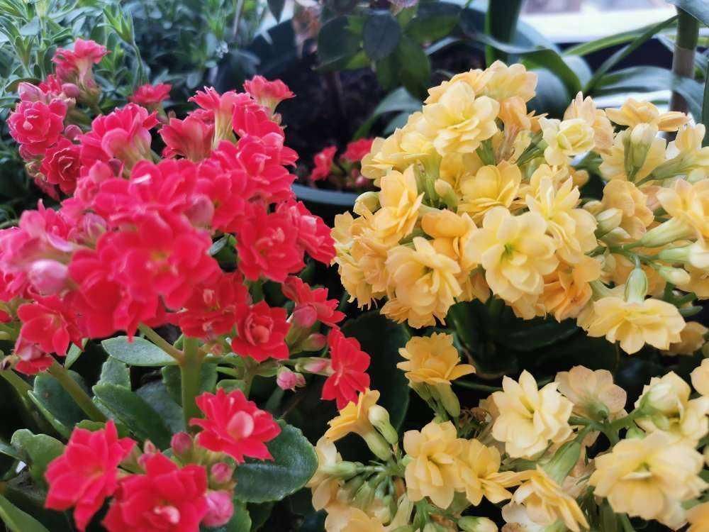 花友|塑料袋可是养花好东西,套住长寿花,咕噜咕噜冒花苞