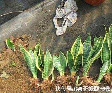 养护|养虎皮兰有“4忌”,难怪不爆侧芽,了解掌握长势旺