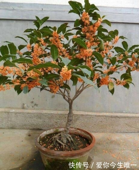花盆|桂花盆景怎么养?教你“4法”,香味“飘香十里”,开花长满枝头