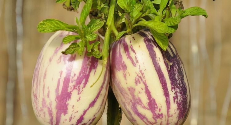 女性不想肚子鼓鼓，不妨常吃以下3种果子，排毒清脂，淡斑养颜