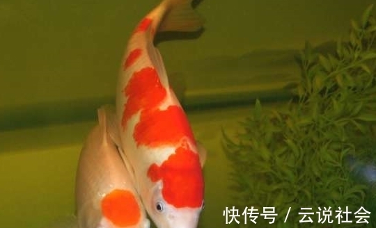 被骗|锦鲤大师挑选小锦鲤的3大秘诀,简单易懂,再也不担心被骗!