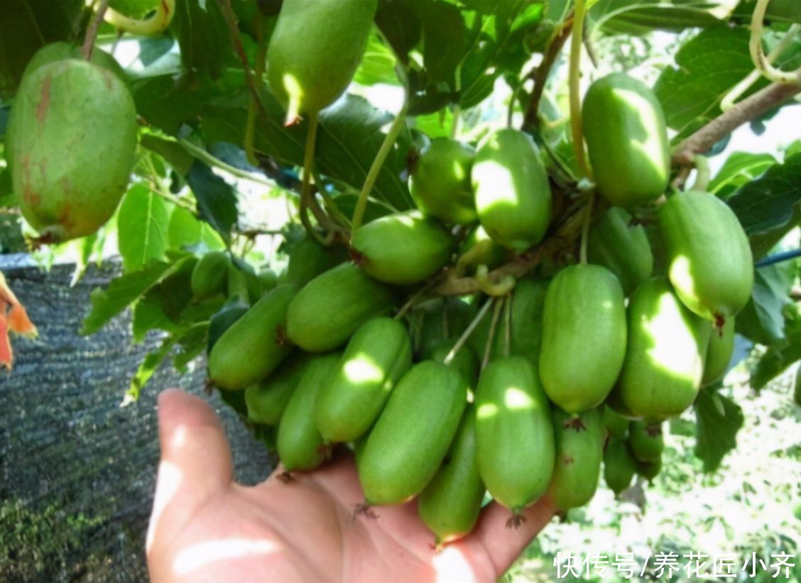 阳台上有空位,盆栽6种“果树”,不仅能观赏,还能吃水果