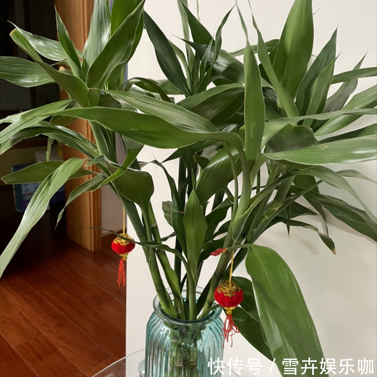 叶片|8种“漂亮花”,个个都是“招财树”,家里养一棵,不愁没钱花