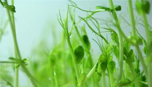  平时|女人爱美常吃3种食物，平时常吃些，美容养颜，排毒清肠胃