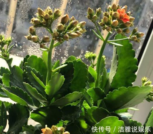 长寿花|冬天养上“2种花”,天气冷,开花反而越多,花期100多天!