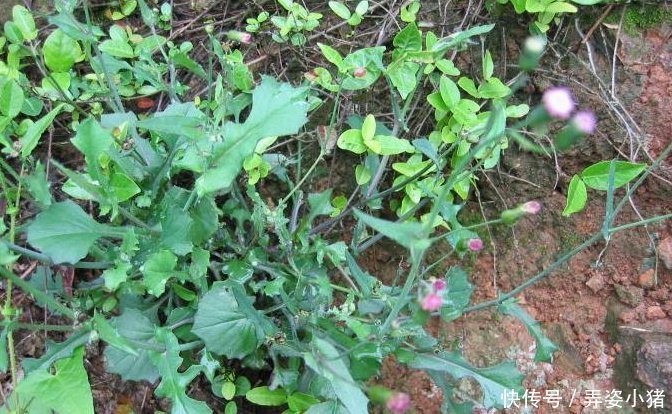 农村|农村常见的一种野草,人称“羊蹄草”,味道似茼蒿,很美味