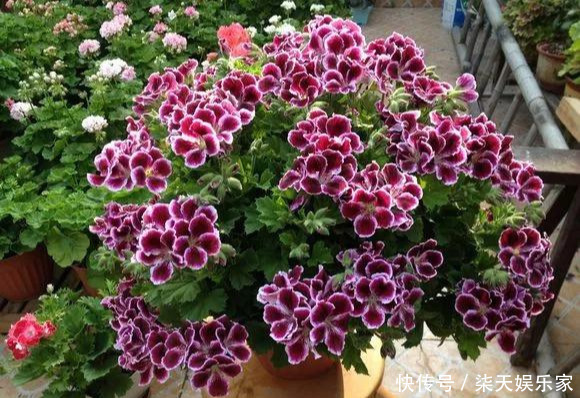 秋季|3种枝条泡水里,10天长根,一次开花100朵,水培成活率更高!