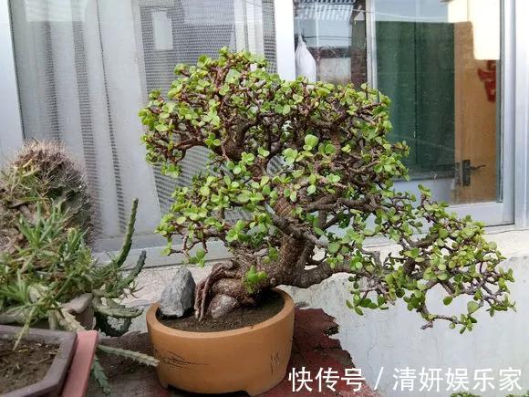 适合客厅养的5种“耐旱花”,30天不浇水也能爆盆,漂亮大气