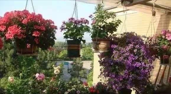 鱼池|养花高手不买一楼房子,庭院生活,一个阳台就能实现,羡慕