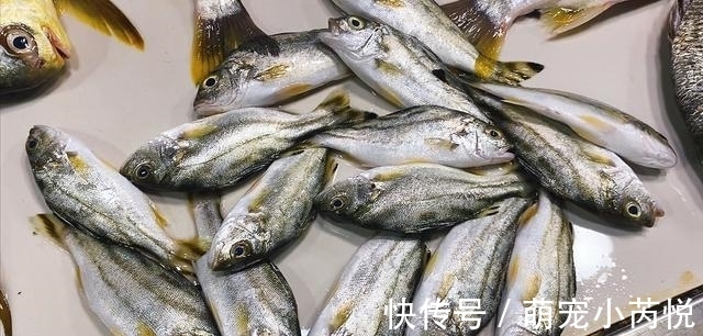 鳜鱼|营养极高的“5种鱼”，由于个小被嫌弃，内行人却常吃