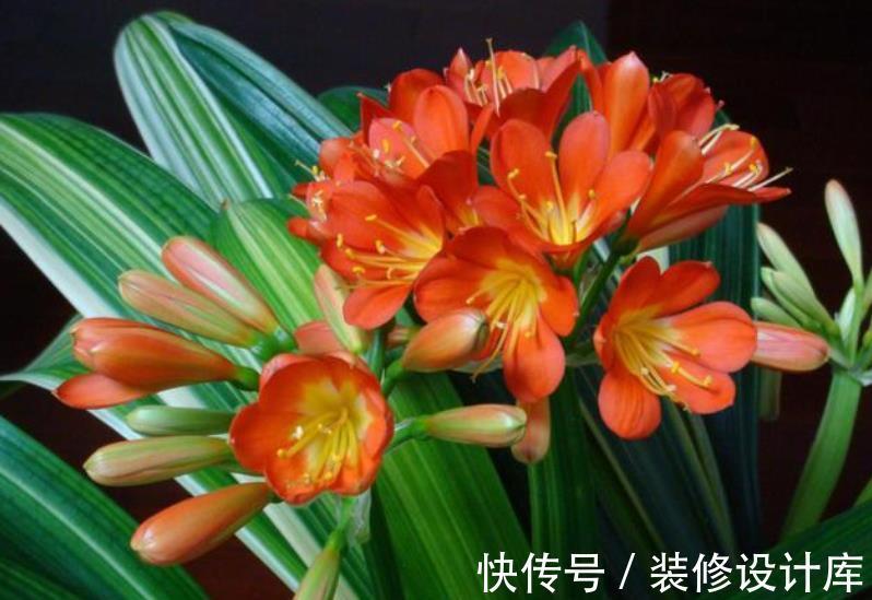 新叶|秋天养君子兰,教你喂勺“催叶水”,一次长2对叶子,开花更艳丽