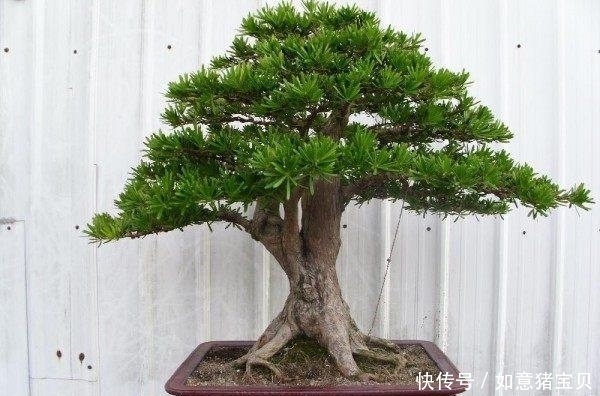 养花|聪明人都在养这5种花，人养花，花也养人，有钱人都爱养！