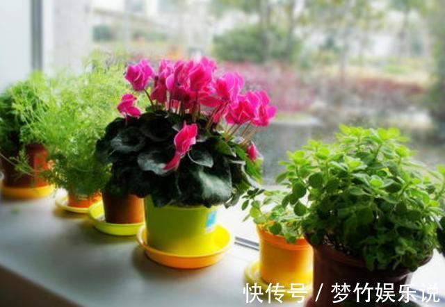 仙客来花谢了，这样修剪和养护，新叶萌发快，年底又开花