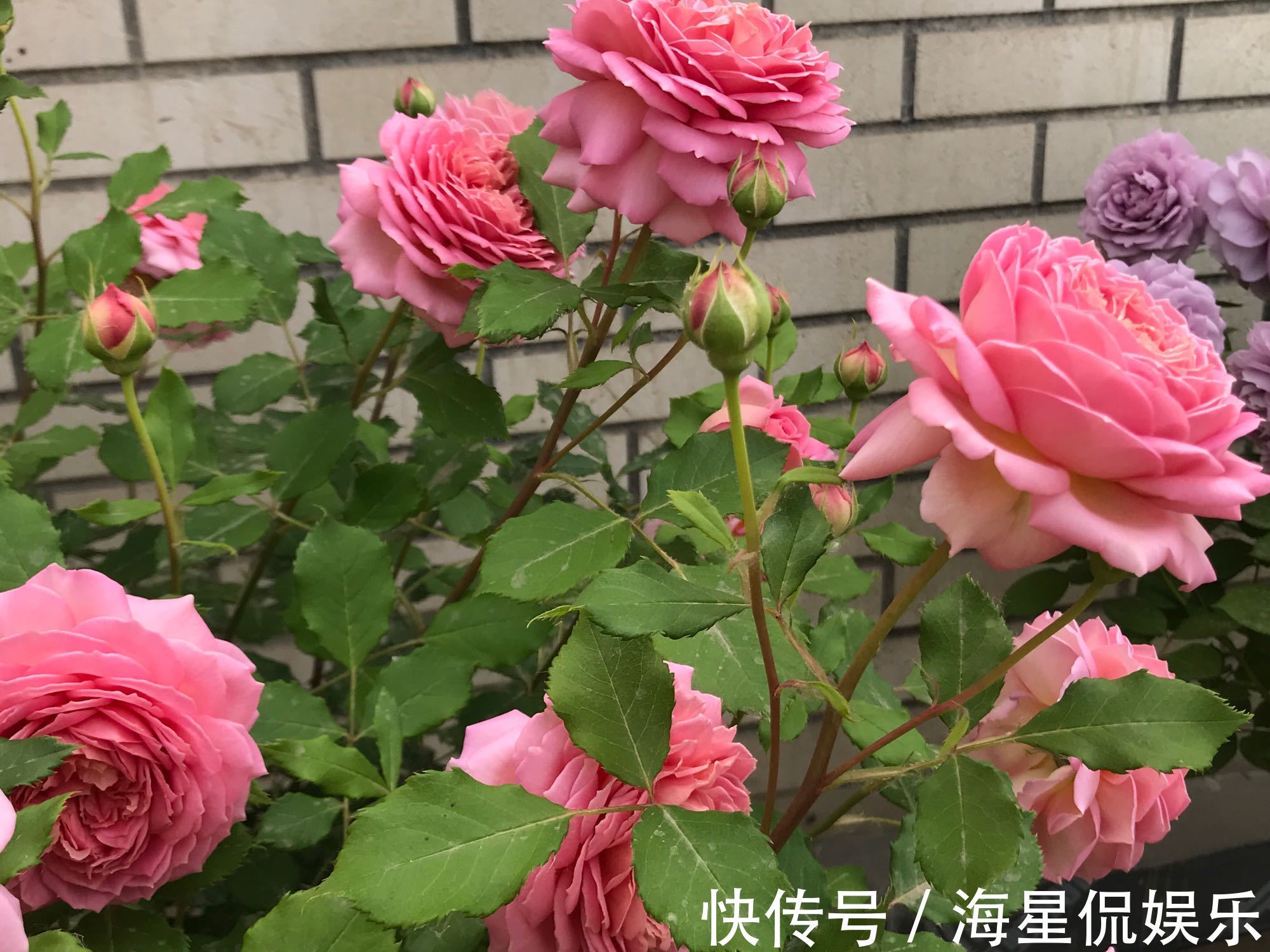 根结线虫|月季长了“土豆根”还能活吗植物癌症不是你想救就能救