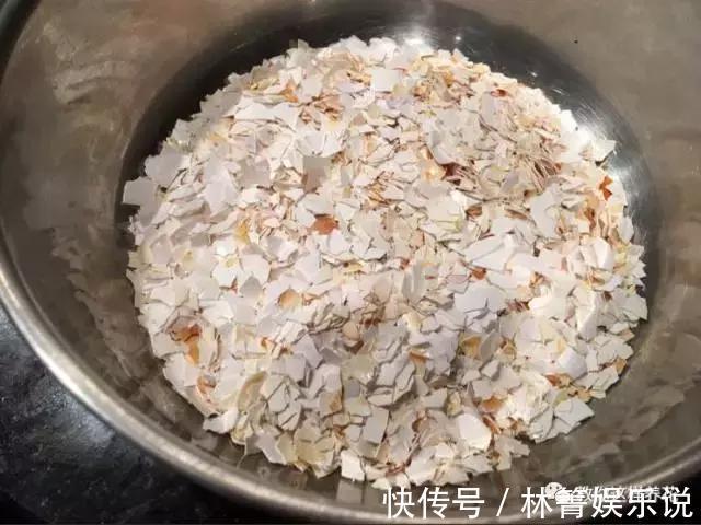 紫竹梅|3种吊兰别这么养，不然疯长爆芽，控制不住！