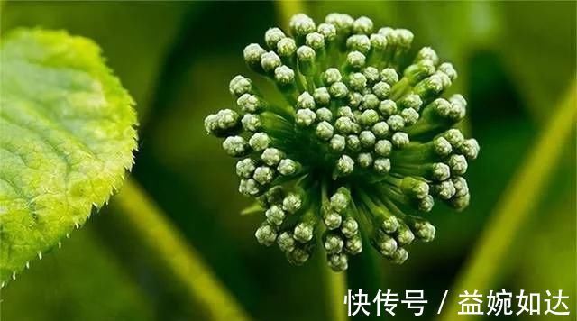 寒湿痹|80岁中医用3味草药,缓解手指凉、僵、疼,让阳气恢复