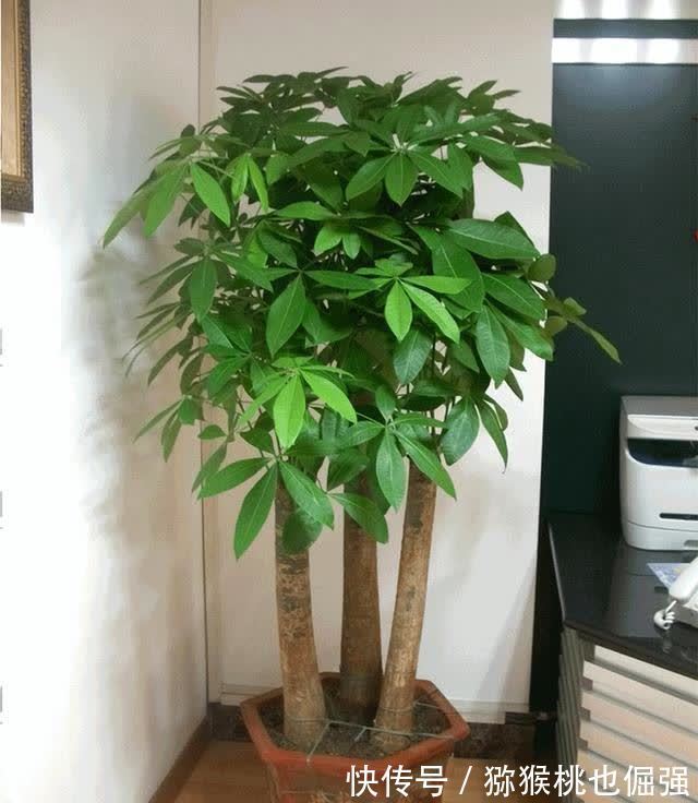 香雪兰|鲜花家里放,花旺“人不旺”,养花4个坑,人不健康,家不旺