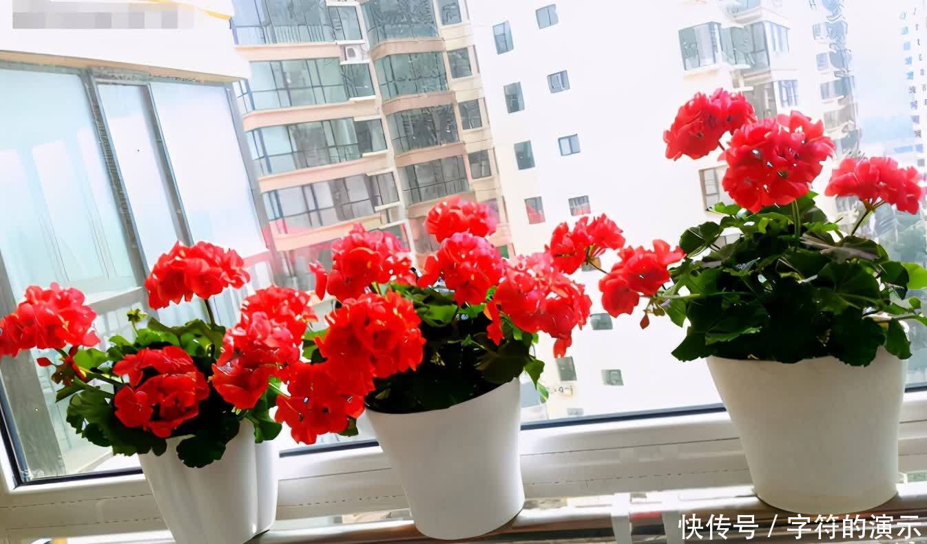 花土|养花选土,注意这些小事情,新人秒变老手,养啥旺啥