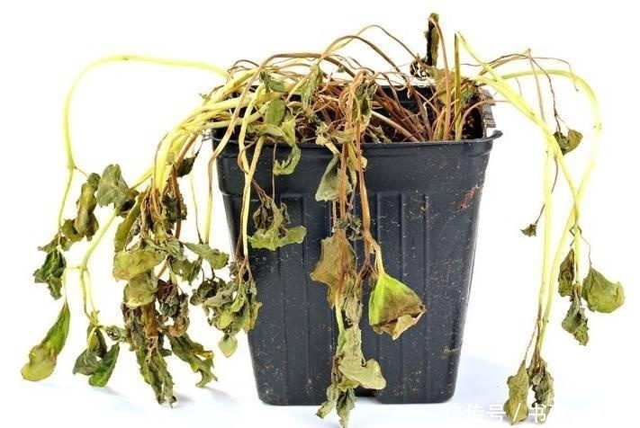 家里的盆栽叶子变黄了怎么办,老司机教你几招轻松搞定!