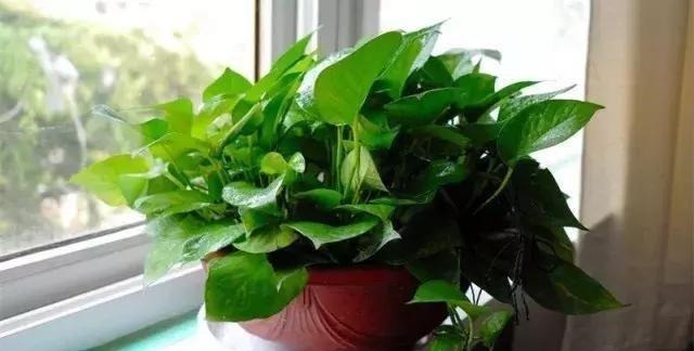 光合作用|绿萝“黄叶”怎么办几毛钱的“大补药”,根枝疯长,窜成小瀑布