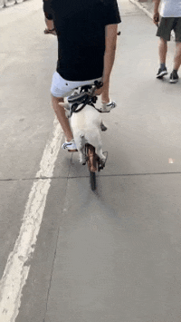 |搞笑GIF:单身久了 还有哪项秀恩爱的姿势不会