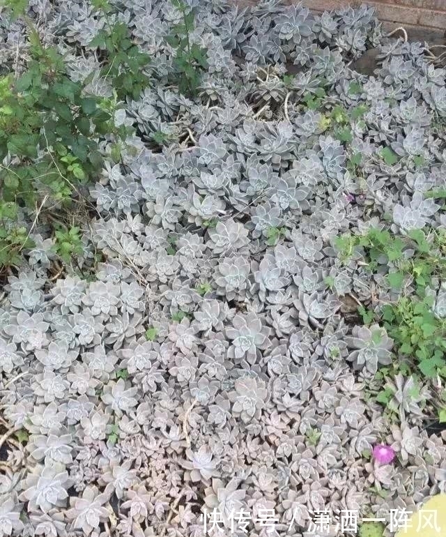 邻居|她把多肉种在阳台,一直长到楼下,天天被邻居投诉!