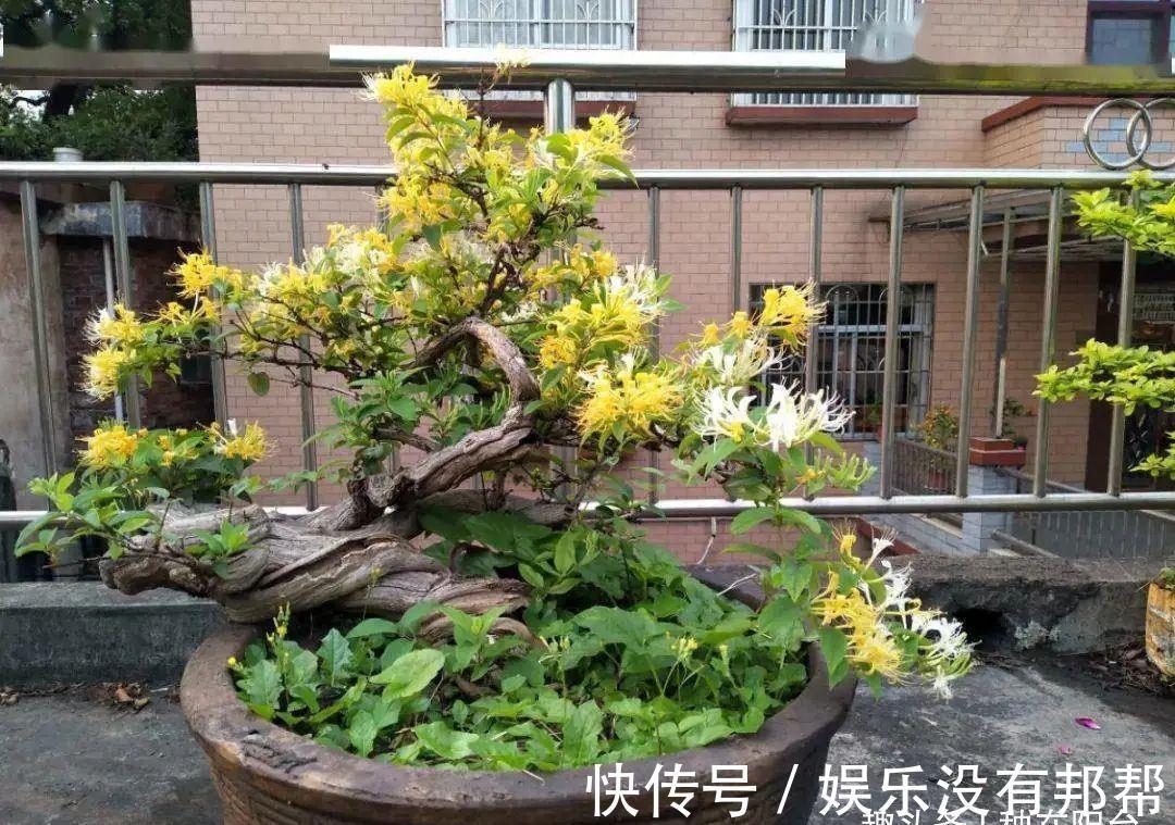 别犯傻买金银花盆景,压条3年成景、播种5年成景,实在太容易!