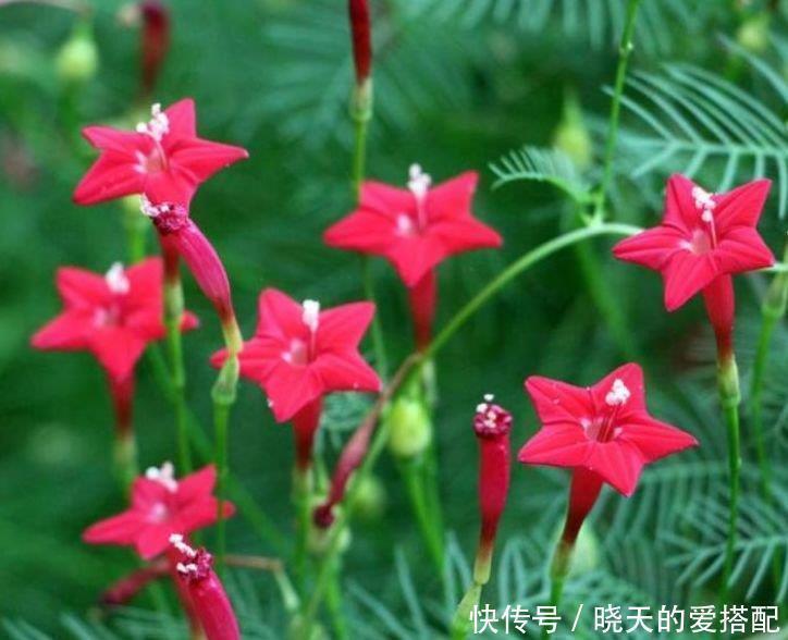 4种花不仅长得漂亮，名字也好听，层层交叠，烂漫迷人眼