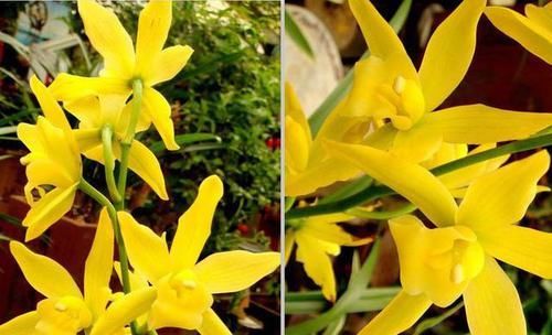  花色|成活率最高的兰花，新手也能养活，它花色像黄金，兰香能飘十里