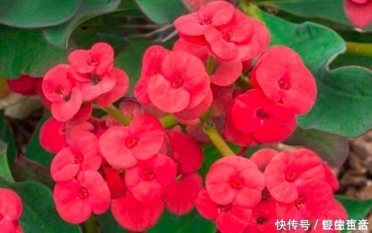 赏心悦目|几种花堪称开花机器，365天都在开花，赏心悦目，你喜欢哪一种？