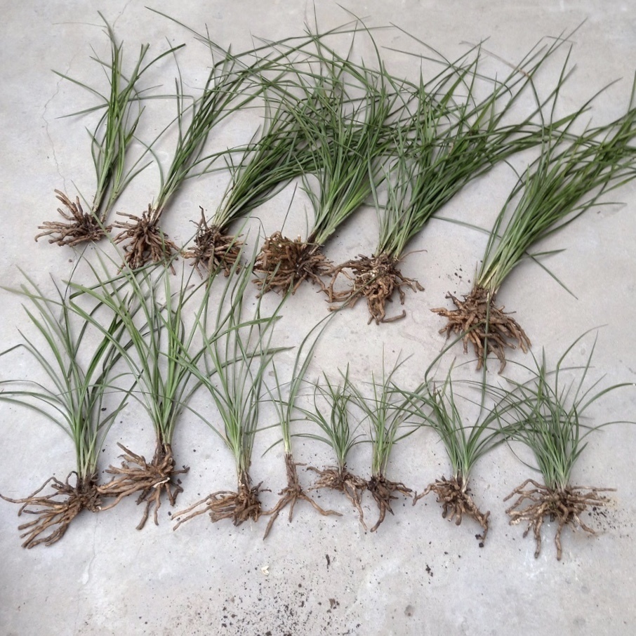 花卉|爷爷养花,出门捡点它,热水煮一煮“垫盆底”,花卉长得根粗叶绿