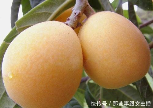 枇杷果的功效与作用不得了,好一颗美味的枇杷果