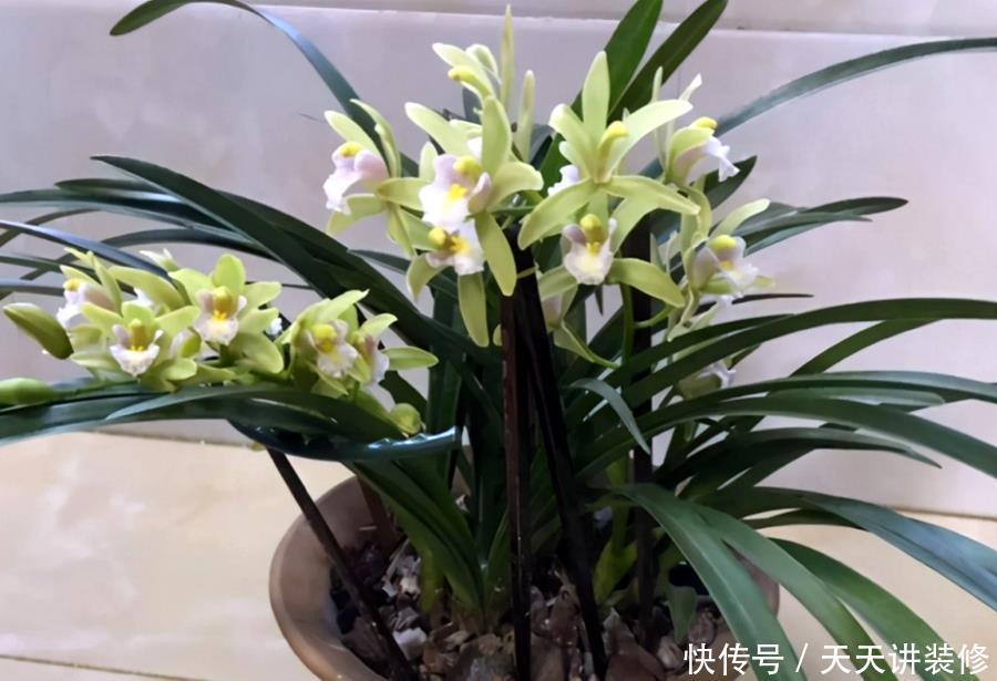 判断|何时才是浇花的最佳时机,可从三大方面,来加以判断