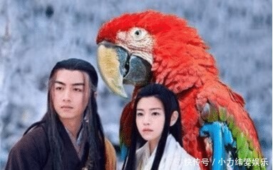 和小龙女|杨过的大雕最后去哪了?倚天中早有暗示,结局让人难以接受!