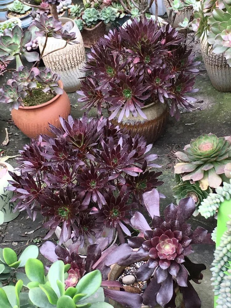 养多肉会上瘾，3年养了500多盆，既美化了环境又愉悦了心境！