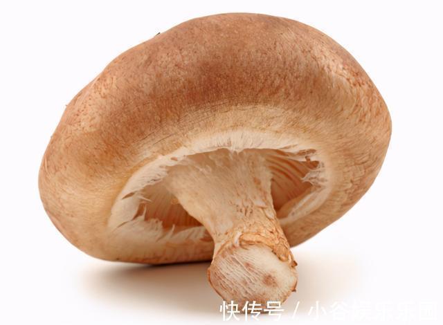 好吃|香菇分“上中下3种”，不要图便宜，不但没营养还不好吃