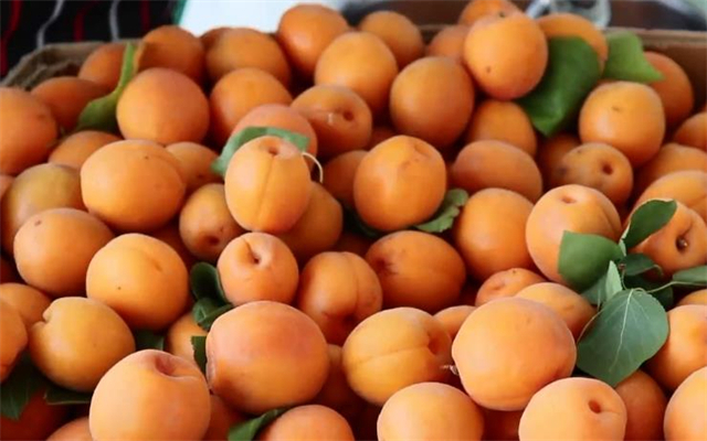 教你在家做杏干，1次买了50斤杏子制作，酸甜好吃有嚼劲，特简单