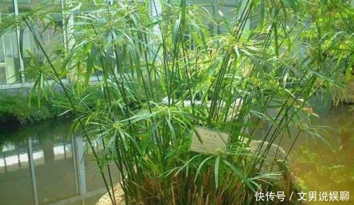  竹子|你以为竹子都是圆的 颠覆三观！